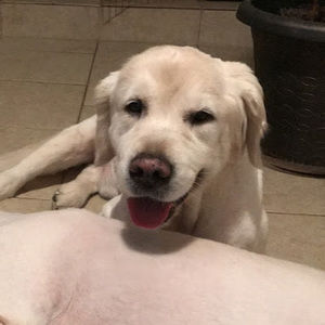 Meet your Posher, Percy